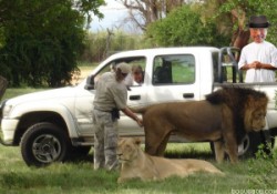  ...and that's how you check a lion for a hernia 